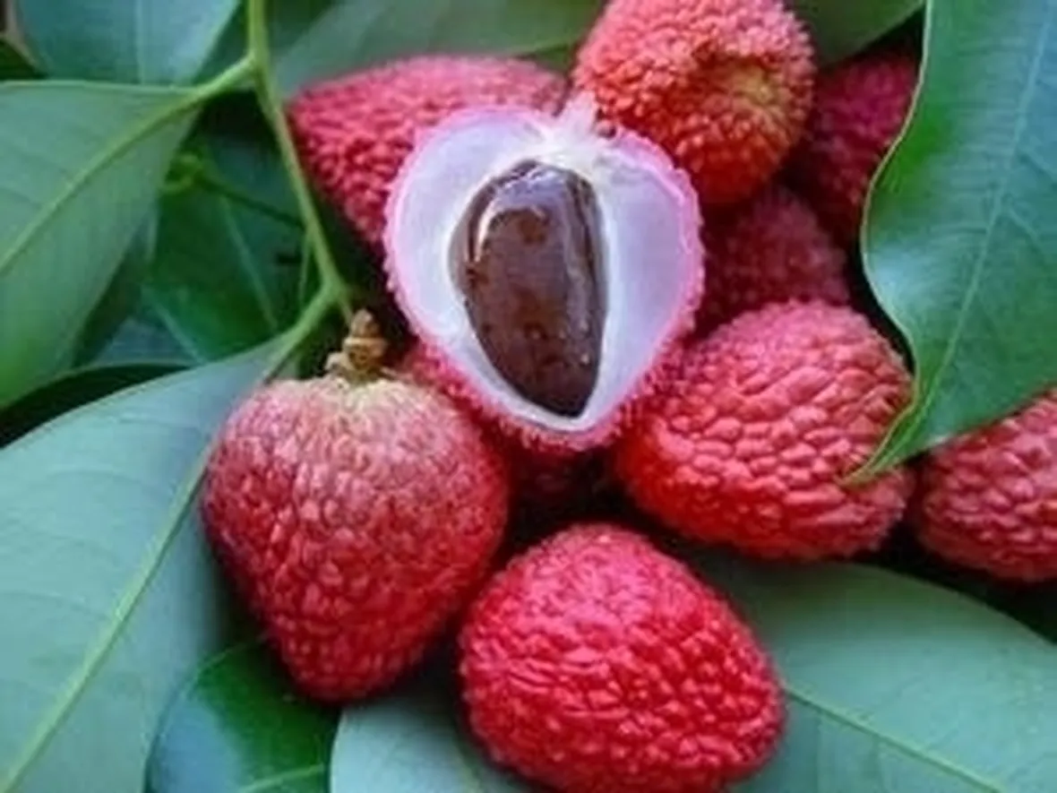 Litchi-4