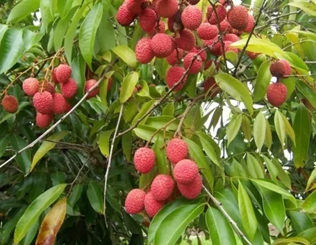 Litchi-5