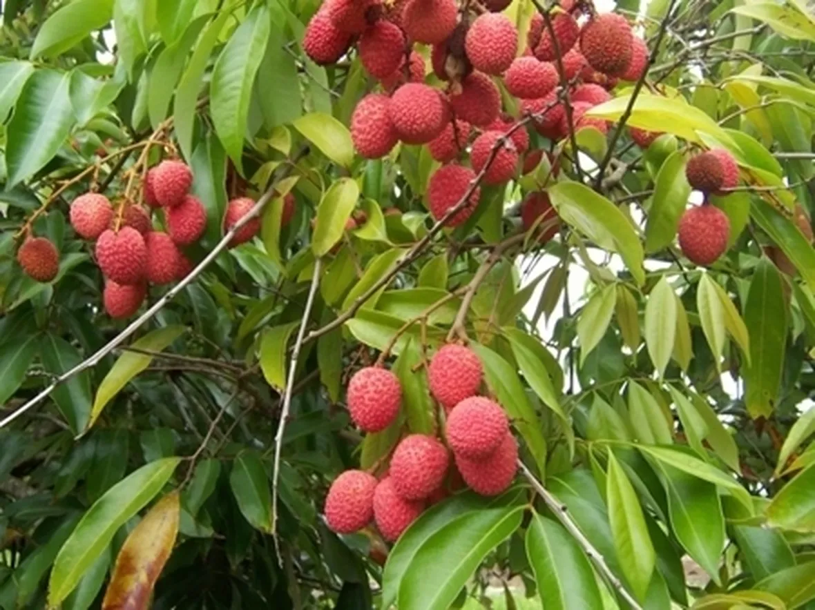 Litchi-5