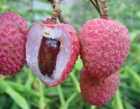 Litchi-6