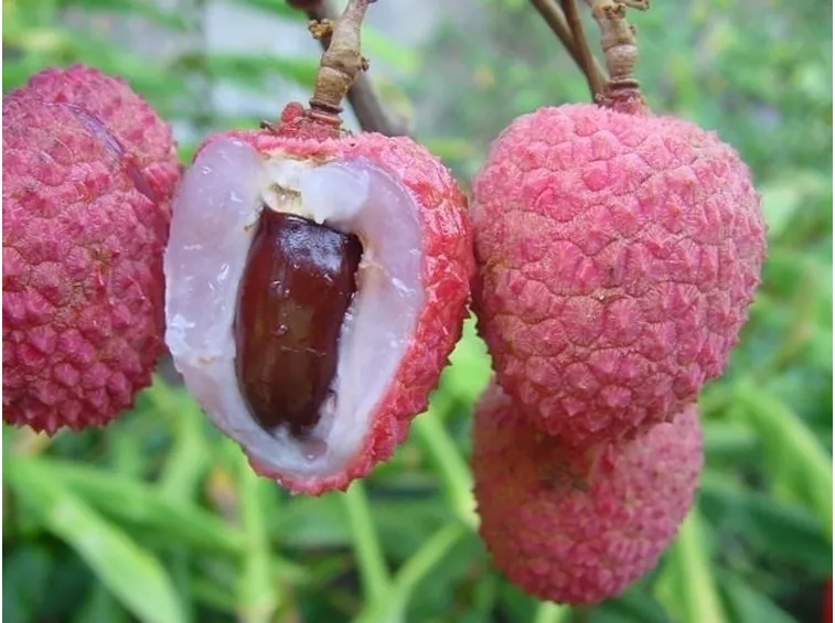 Litchi-6