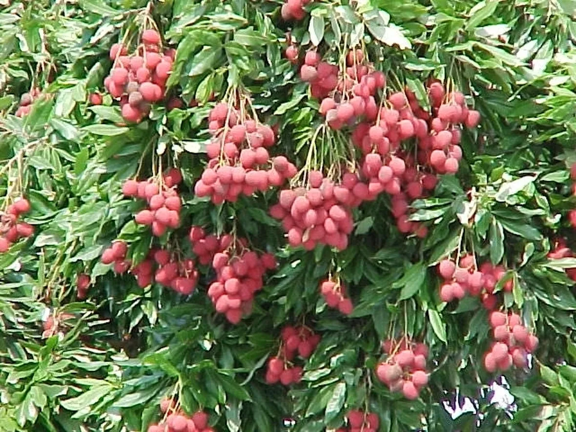Litchi