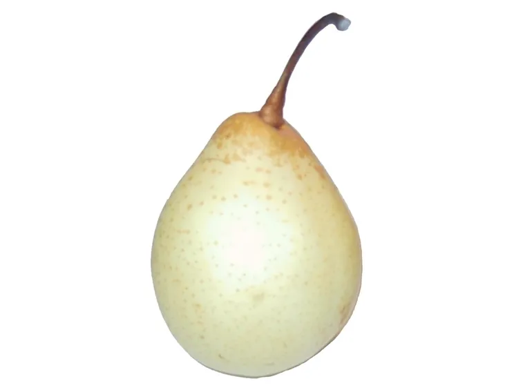 Nashi-2