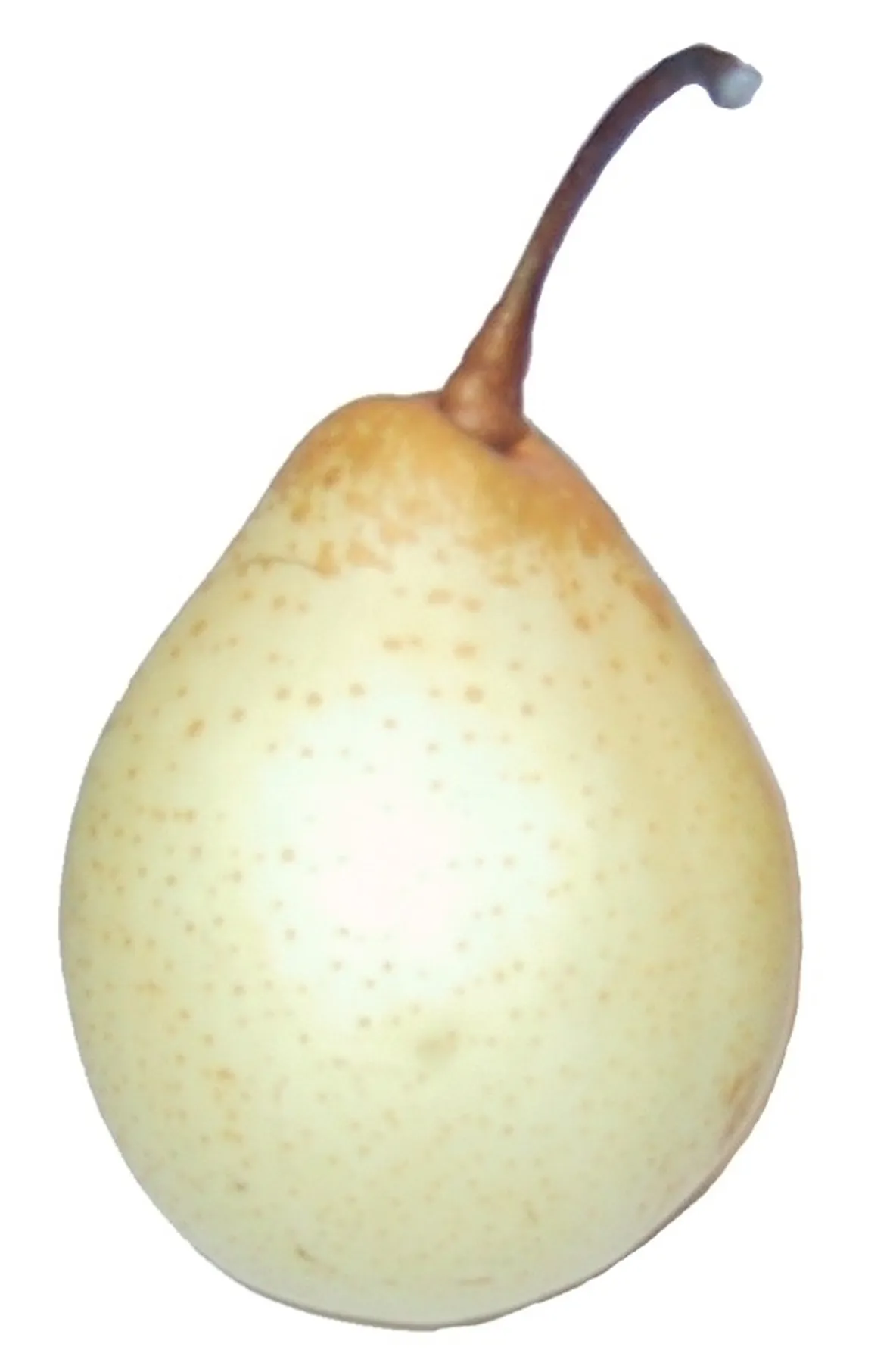 Nashi-2