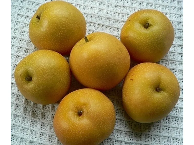 Nashi-3
