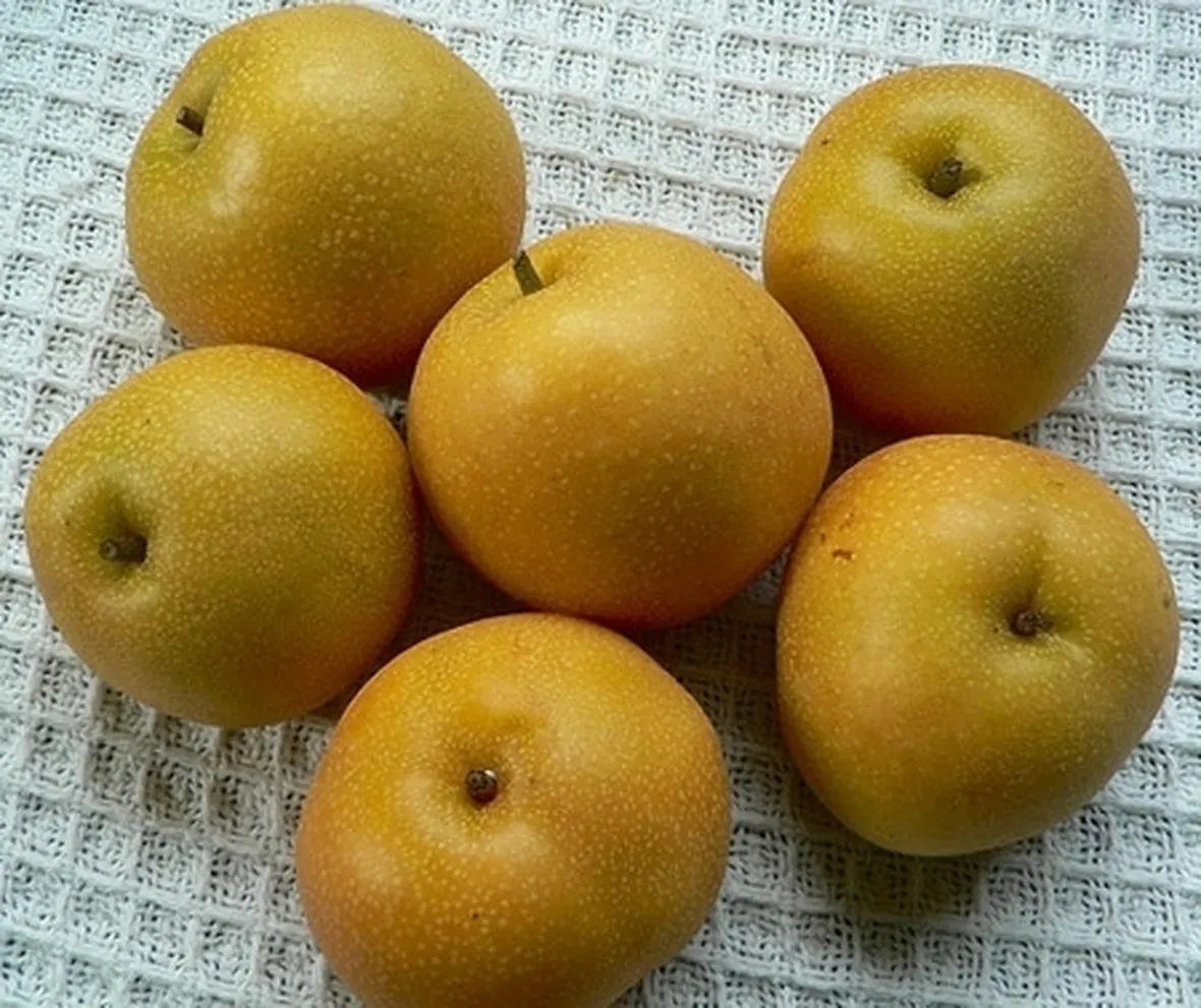 Nashi-3