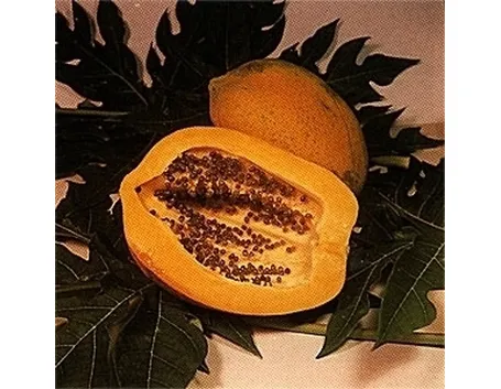 Papaia-3