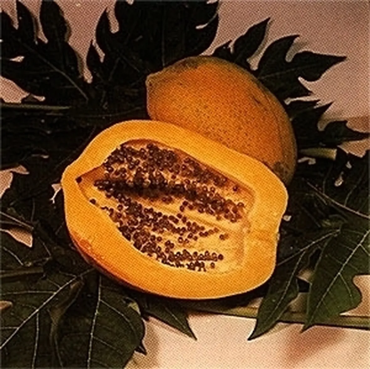 Papaia-3