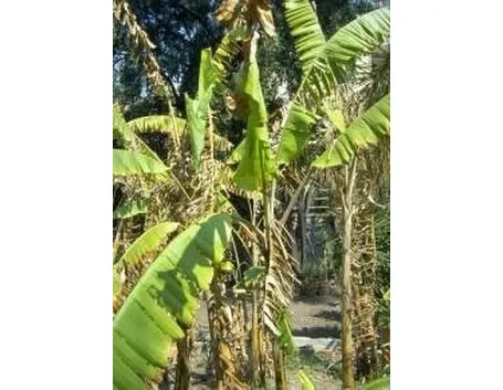 Protezione invernale del Banano