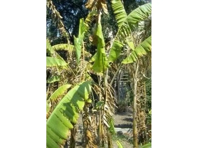 Protezione invernale del Banano