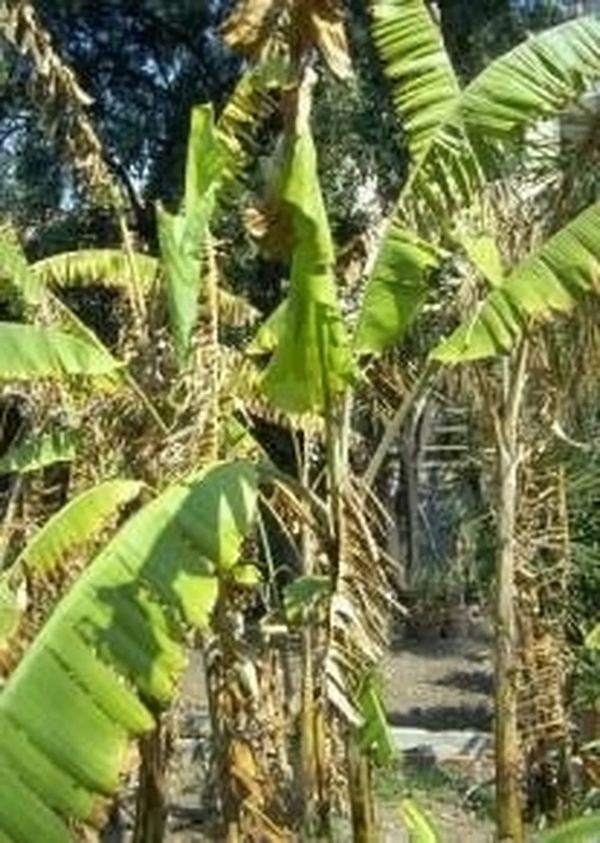 Protezione invernale del Banano