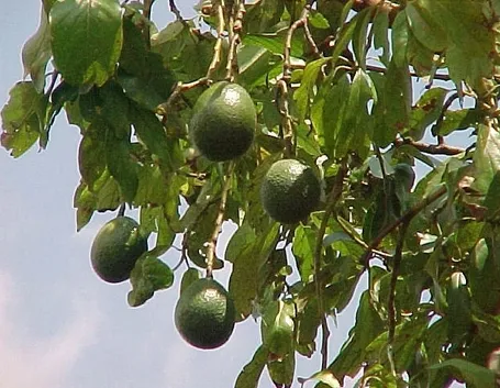 Risposta: Seminare l'avocado
