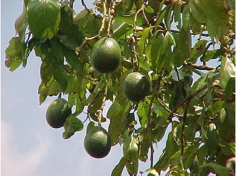 Risposta: Seminare l'avocado