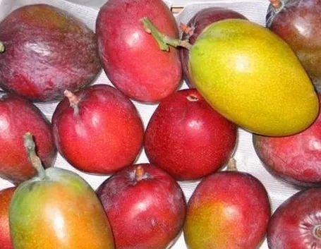 Specie e cultivar