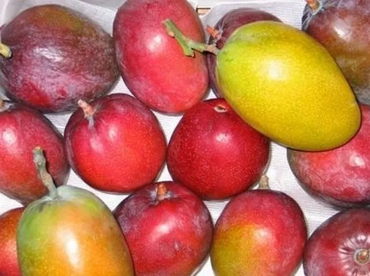 Specie e cultivar