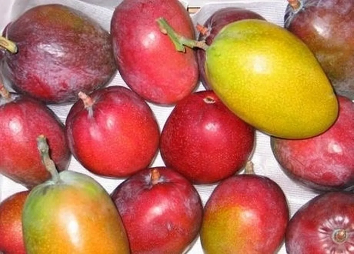 Specie e cultivar