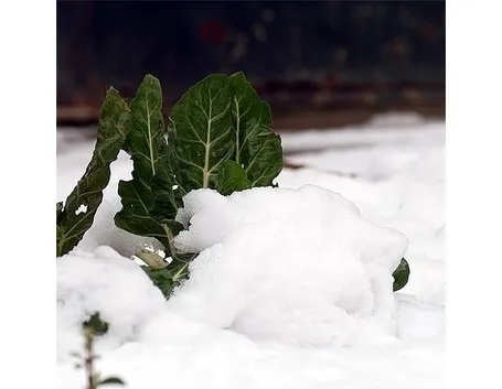 lavori nel orto dicembre-3