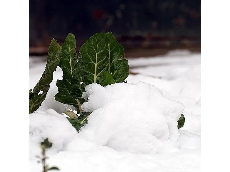 lavori nel orto dicembre-3