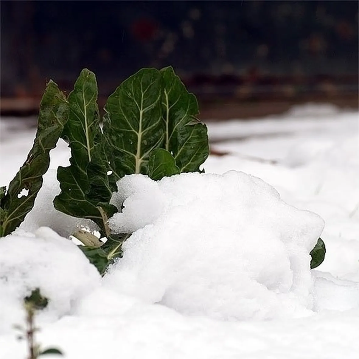 lavori nel orto dicembre-3