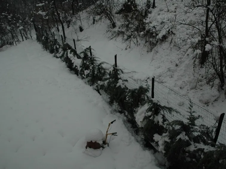 lavori nel orto dicembre-6