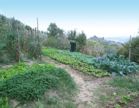 lavori nel orto febbraio-1