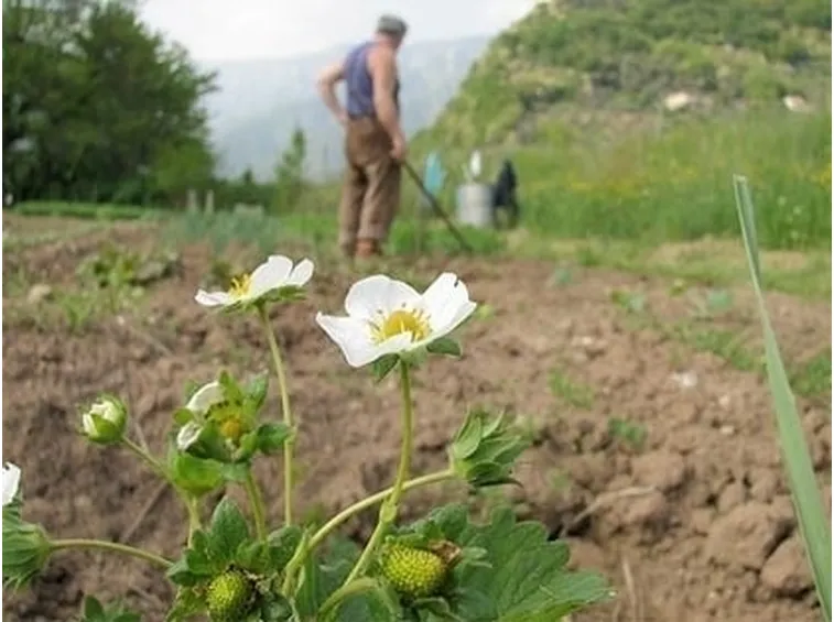 lavori nel orto febbraio-2