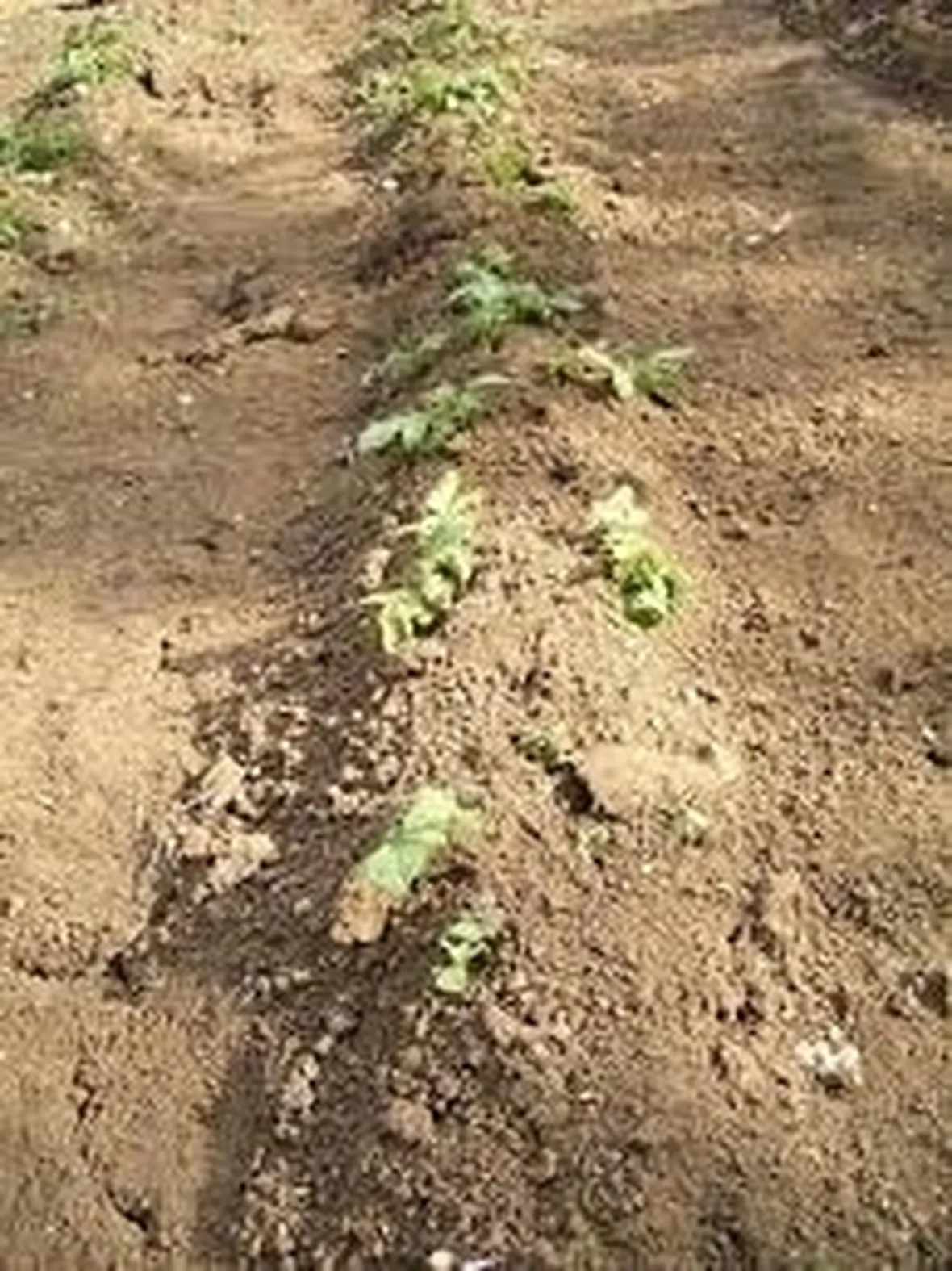 lavori nel orto giugno-8