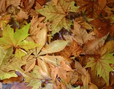 lavori nel orto novembre-1