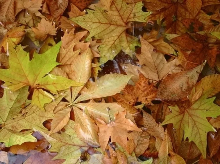 lavori nel orto novembre-1