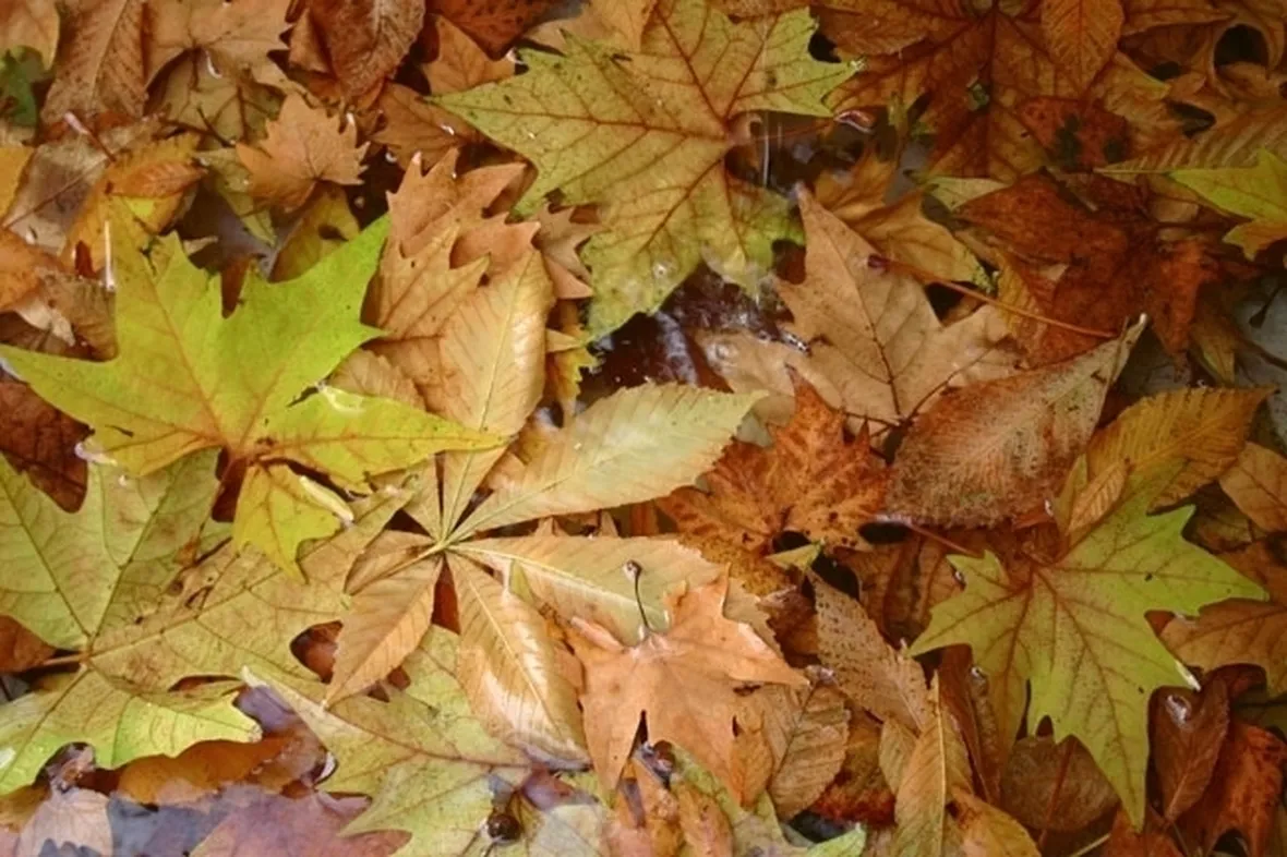 lavori nel orto novembre-1