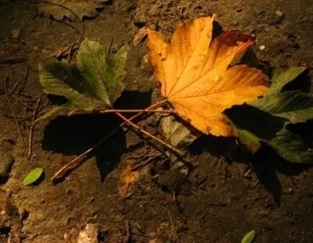 lavori nel orto novembre-5