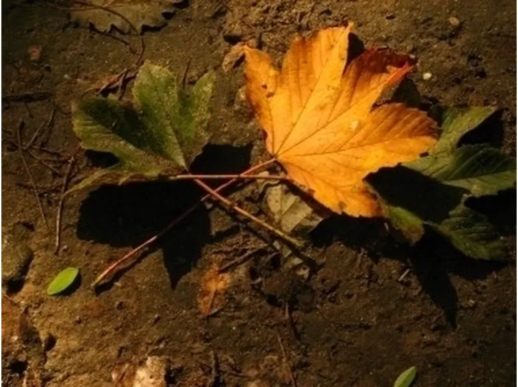 lavori nel orto novembre-5