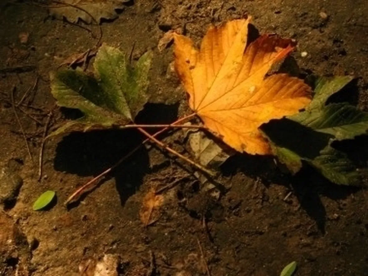lavori nel orto novembre-5