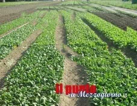 lavori nel orto ottobre-1