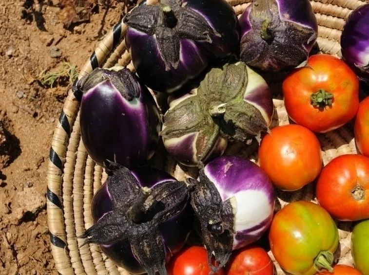 lavori nel orto ottobre-4