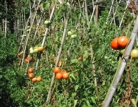 lavori nel orto settembre