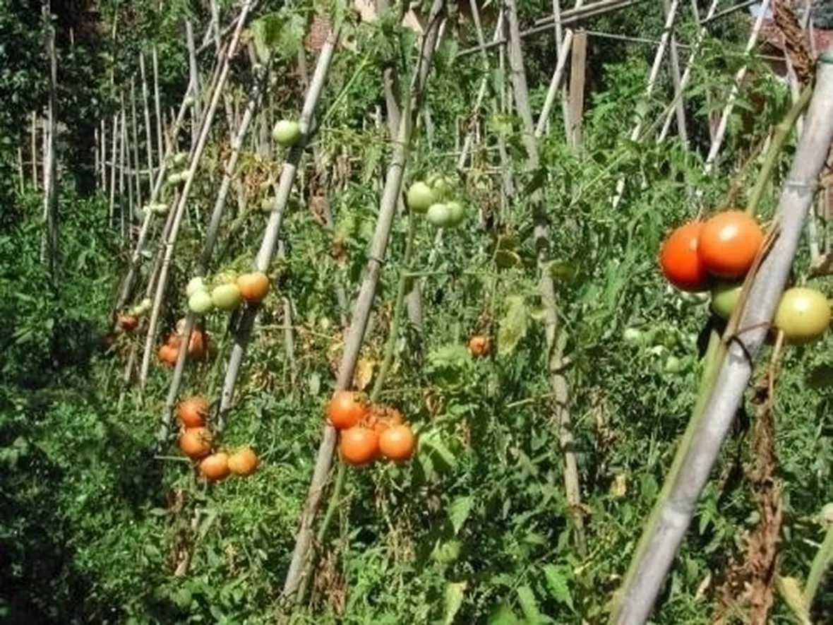 lavori nel orto settembre