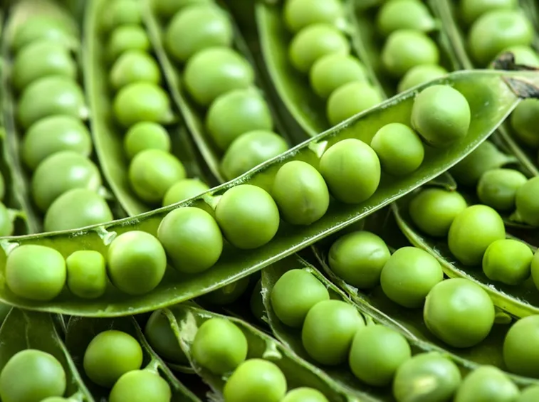 Caratteristiche del pisello