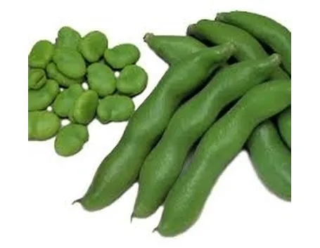 Fava-2