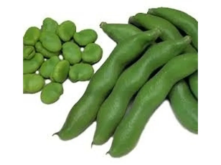 Fava-2