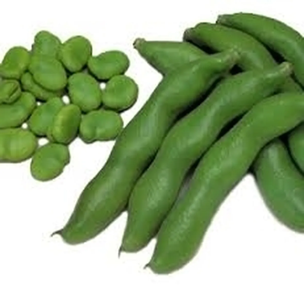 Fava-2