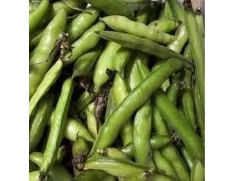 Fava-3