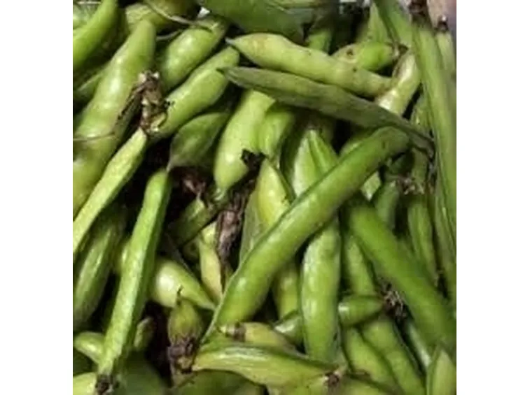 Fava-3