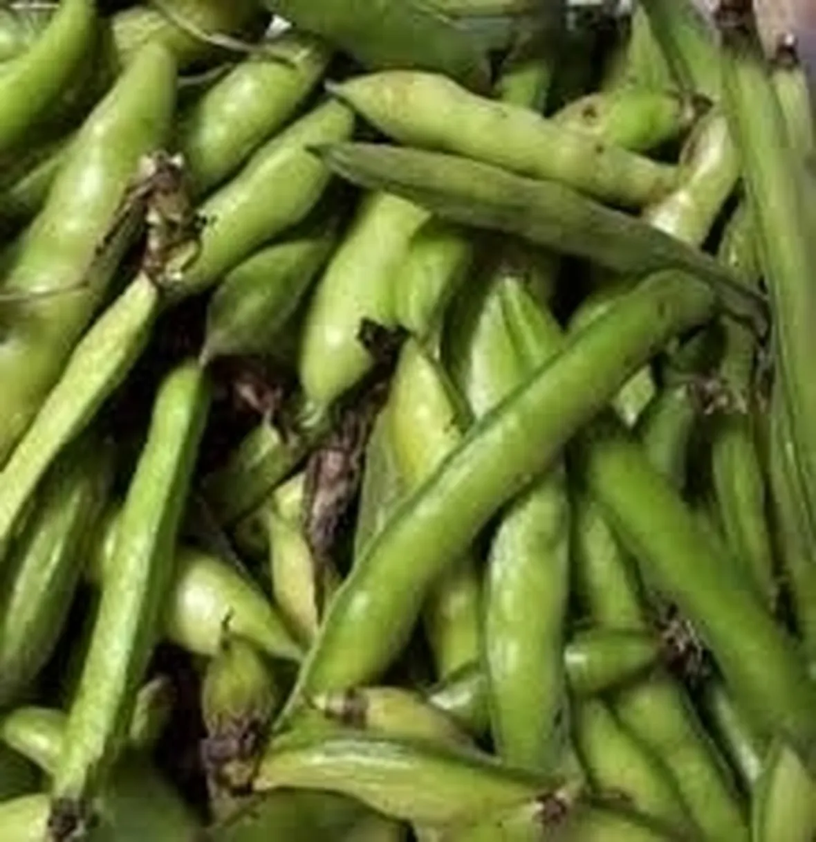 Fava-3