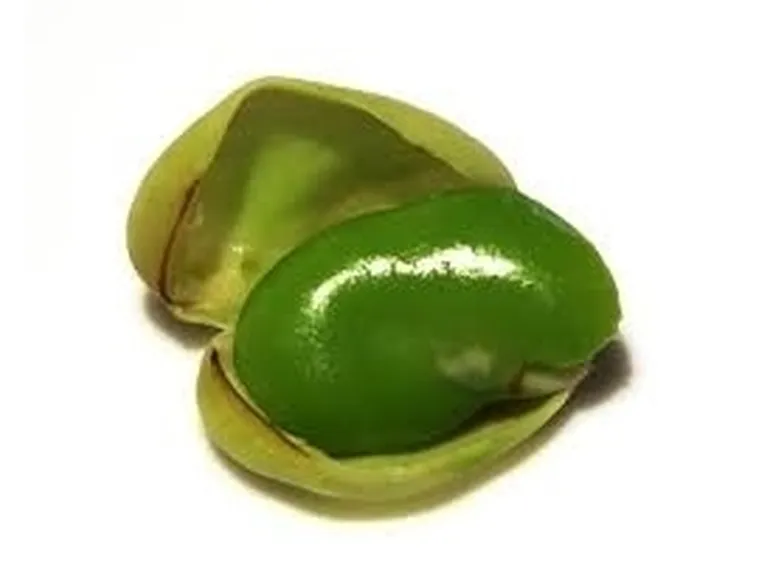 Fava-5