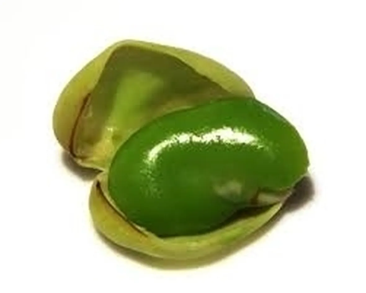 Fava-5