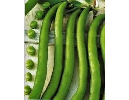 Fava-6