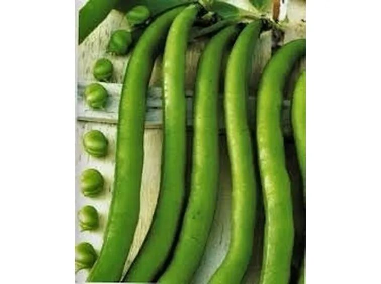 Fava-6
