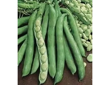 Fava-7
