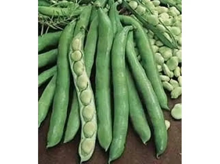 Fava-7